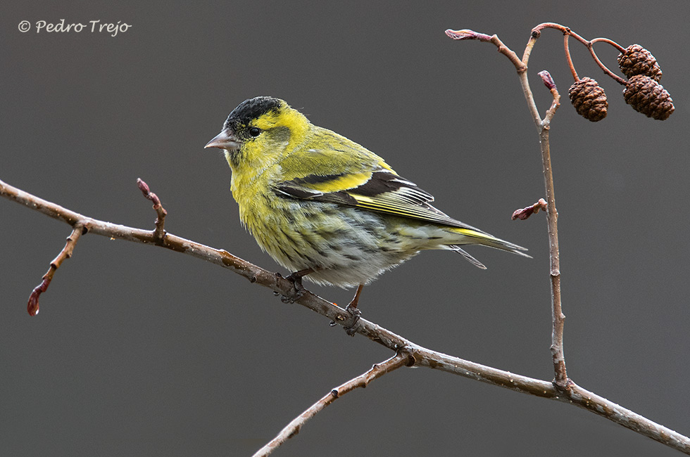 Lugano (Carduelis spinus)